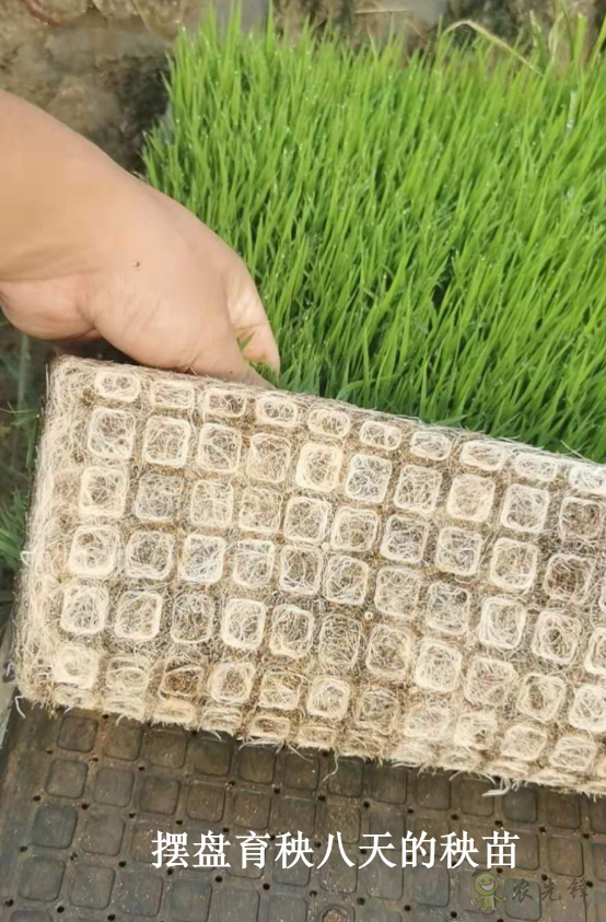 水稻工廠化育秧之立體層架晚稻育秧的幾點(diǎn)注意事項(xiàng)