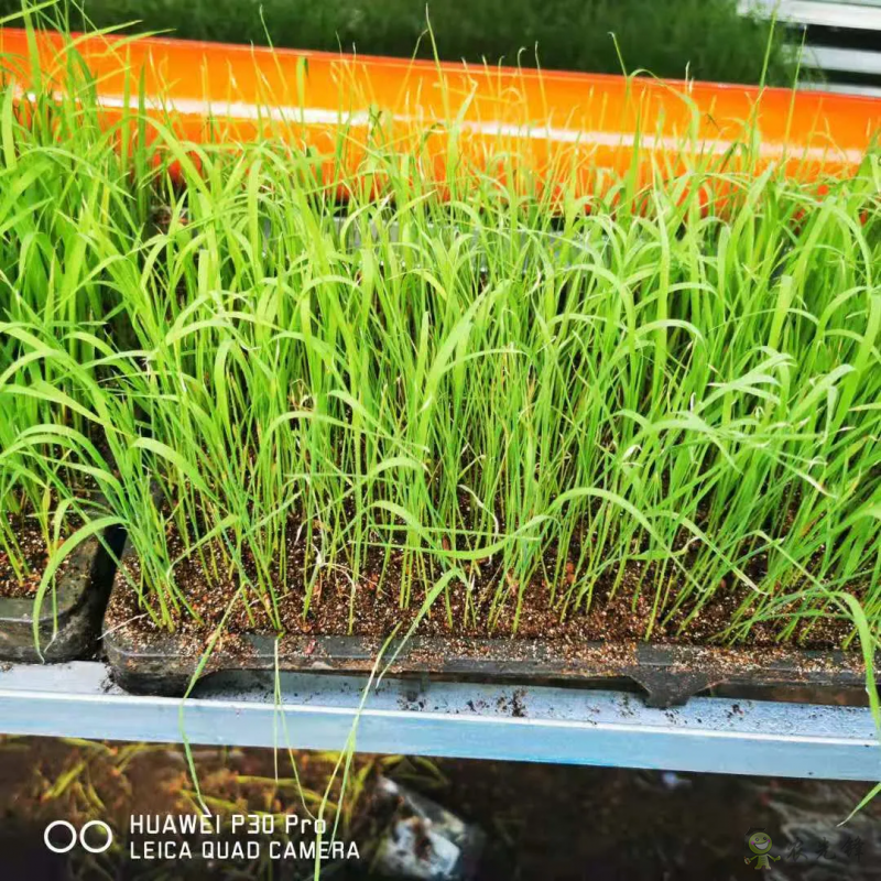 水稻工廠化育秧之立體層架晚稻育秧的幾點(diǎn)注意事項(xiàng)