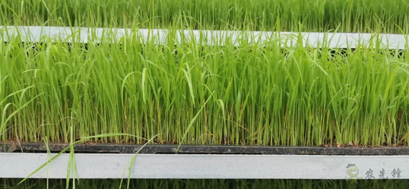 水稻工廠化育秧之立體層架晚稻育秧的幾點(diǎn)注意事項(xiàng)