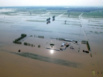 1450萬畝農(nóng)作物受災(zāi)！550萬畝絕收！對我國糧食市場影響有多大？