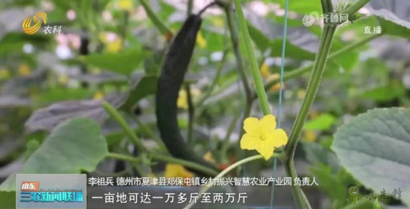 &ldquo;壽光標(biāo)準(zhǔn)&rdquo;向全國輸出 推動(dòng)蔬菜產(chǎn)業(yè)提檔升級(jí)