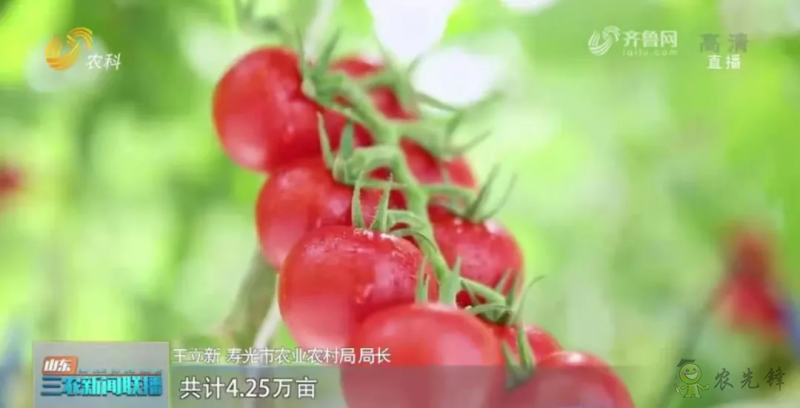 &ldquo;壽光標(biāo)準(zhǔn)&rdquo;向全國輸出 推動(dòng)蔬菜產(chǎn)業(yè)提檔升級(jí)