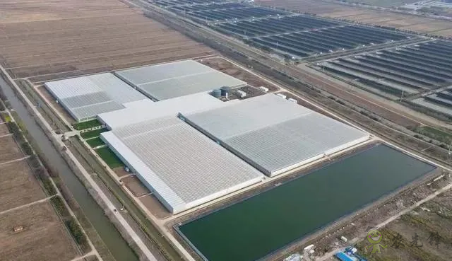 成串小番茄你見過嗎？&ldquo;現代農業&rdquo;讓崇明農戶&ldquo;靠數據吃飯&rdquo;