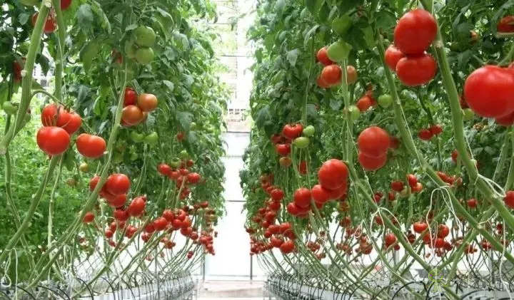 無土栽培：讓農業告別&ldquo;靠天吃飯&rdquo;