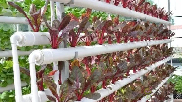 無土栽培：讓農業告別&ldquo;靠天吃飯&rdquo;