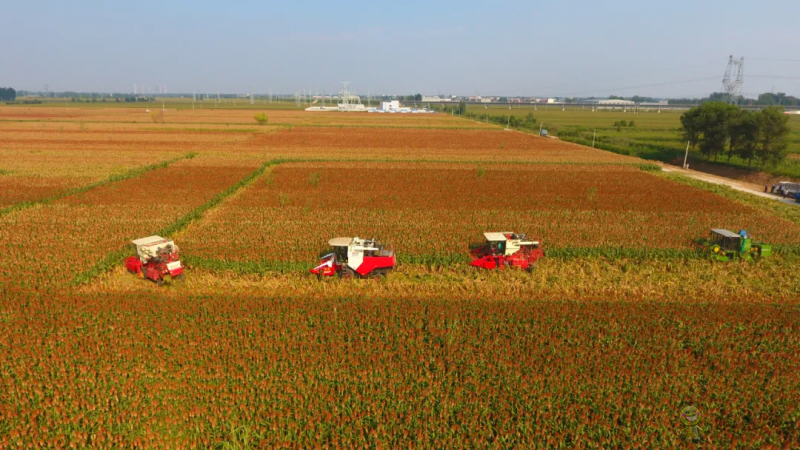 衡水市：全域推進(jìn)高效節(jié)水農(nóng)業(yè)