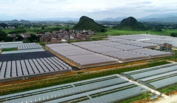平桂區(qū)：現(xiàn)代設(shè)施農(nóng)業(yè)催生&ldquo;產(chǎn)業(yè)村&rdquo;