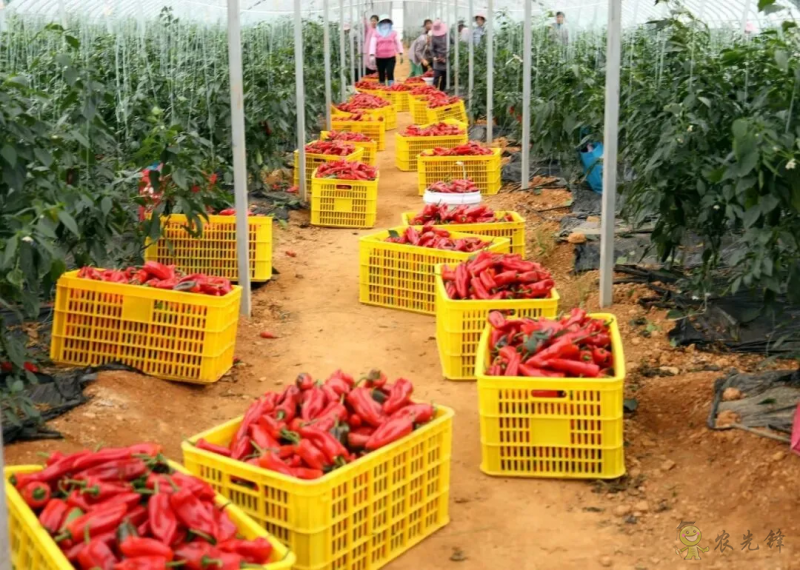 平桂區(qū)：現(xiàn)代設(shè)施農(nóng)業(yè)催生&ldquo;產(chǎn)業(yè)村&rdquo;