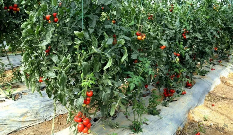 平桂區(qū)：現(xiàn)代設(shè)施農(nóng)業(yè)催生&ldquo;產(chǎn)業(yè)村&rdquo;