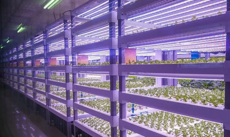 走進(jìn)&ldquo;植物工廠&rdquo; 探訪現(xiàn)代工廠化智慧育苗基地