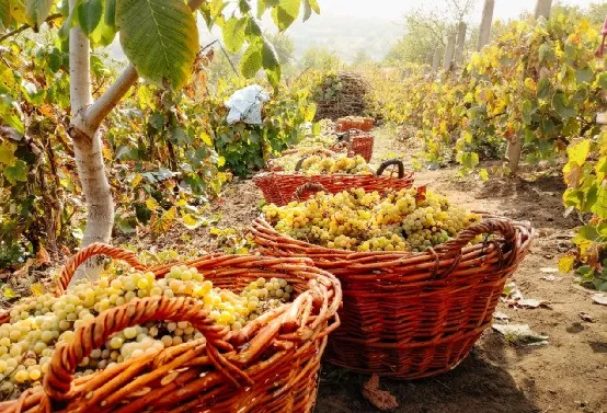 華為不止有豬聯(lián)網(wǎng)，還有華為莫塞爾高端農(nóng)產(chǎn)品商城