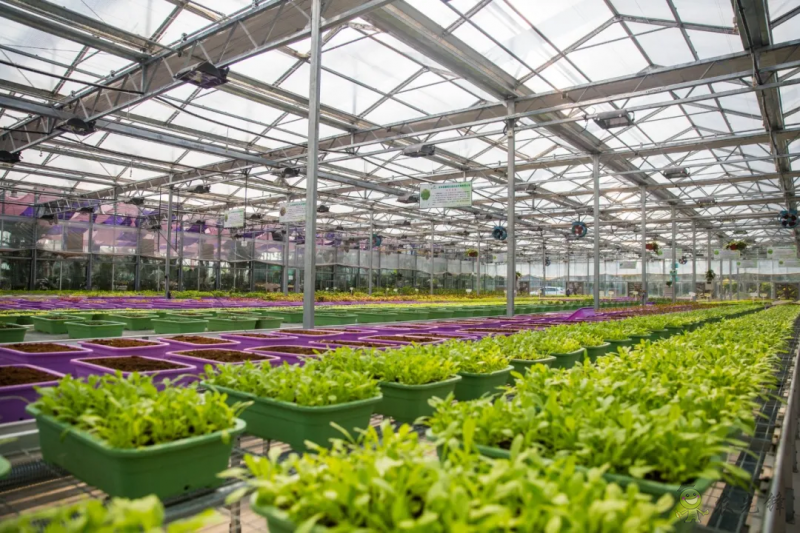 國內(nèi)外溫室園藝機器人的研究和應(yīng)用現(xiàn)狀