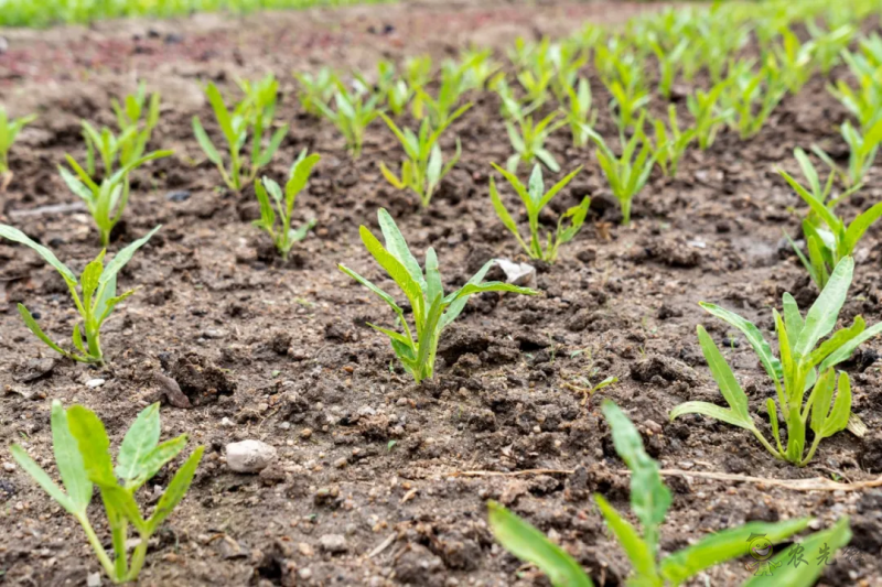 國內(nèi)外溫室園藝機器人的研究和應(yīng)用現(xiàn)狀