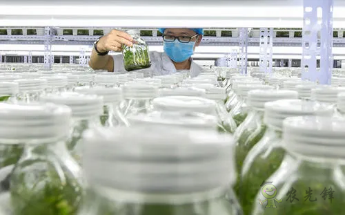 中外生物育種存在三大差距，專家建議打造&ldquo;種業(yè)航母&rdquo;