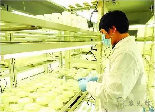 中外生物育種存在三大差距，專家建議打造&ldquo;種業(yè)航母&rdquo;