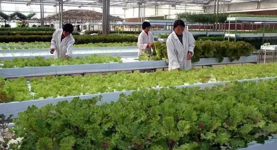 中外生物育種存在三大差距，專家建議打造&ldquo;種業(yè)航母&rdquo;