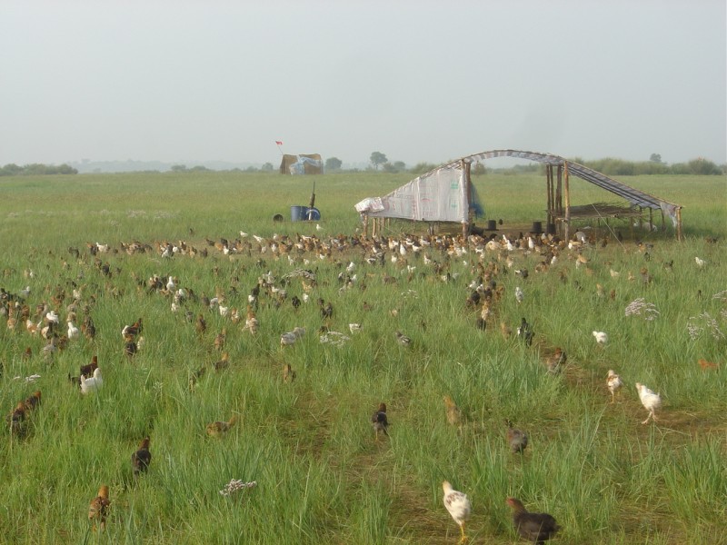 蔣高明：高效生態(tài)農(nóng)業(yè)的五大優(yōu)勢