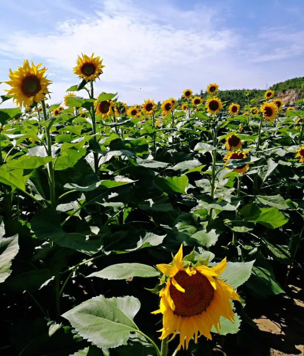 8大農業(yè)產業(yè)崛起，未來或將成為投資重點