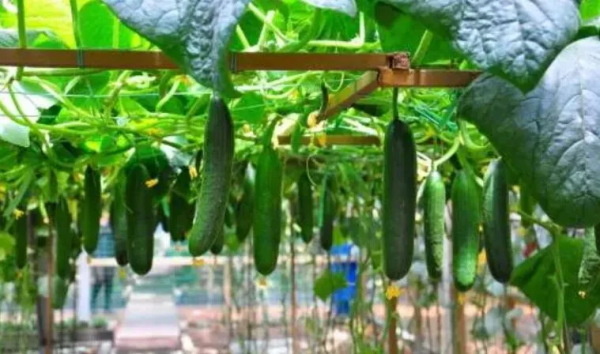 人均年收入40萬+，壽光蔬菜成功秘訣到底是什么