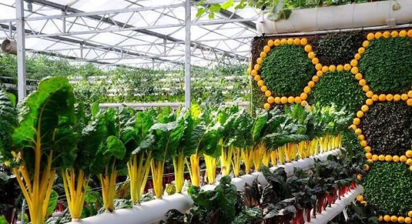 人均年收入40萬+，壽光蔬菜成功秘訣到底是什么