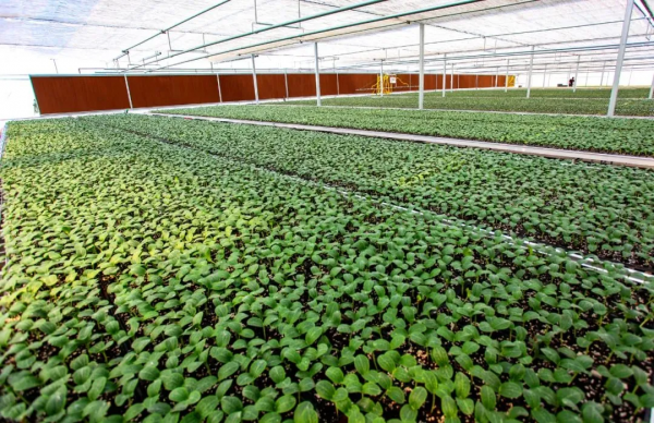 人均年收入40萬+，壽光蔬菜成功秘訣到底是什么