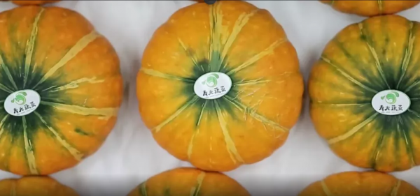 人均年收入40萬+，壽光蔬菜成功秘訣到底是什么