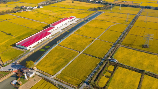 &ldquo;星光農(nóng)業(yè)模式&rdquo;打造湖州科技強農(nóng)樣本