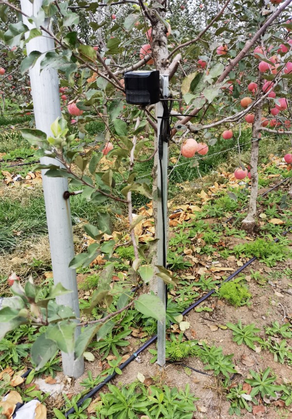 山東淄博發(fā)力數(shù)字化農(nóng)業(yè)：&ldquo;慧&rdquo;農(nóng)又增收 果農(nóng)挑上&ldquo;金扁擔(dān)&rdquo;