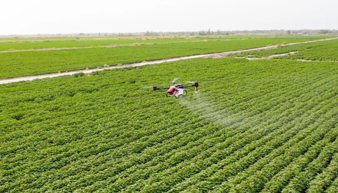 超級(jí)棉田喜獲豐收，極飛科技打造鄉(xiāng)村振興新樣本