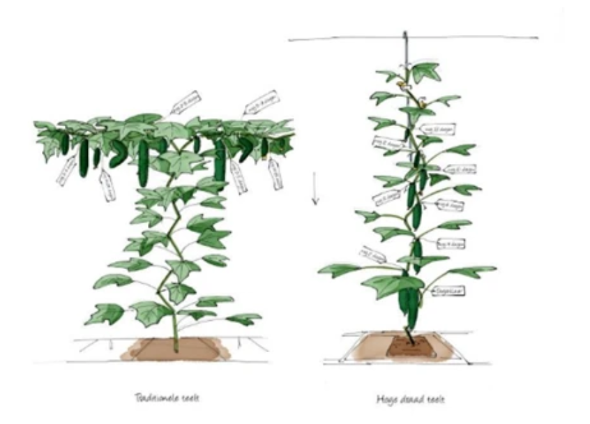 荷蘭黃瓜的兩種常見種植方式以及摘葉區(qū)域