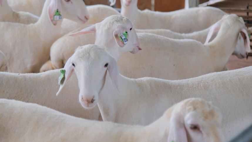 聯(lián)通5G破譯鄉(xiāng)村振興&ldquo;密碼&rdquo;助力&ldquo;智慧農(nóng)業(yè)&rdquo;生根結(jié)果