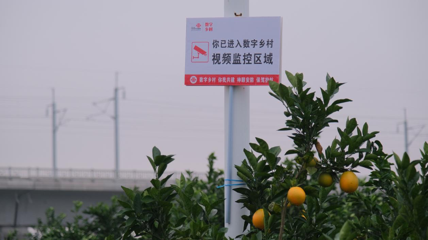 聯(lián)通5G破譯鄉(xiāng)村振興&ldquo;密碼&rdquo;助力&ldquo;智慧農(nóng)業(yè)&rdquo;生根結(jié)果