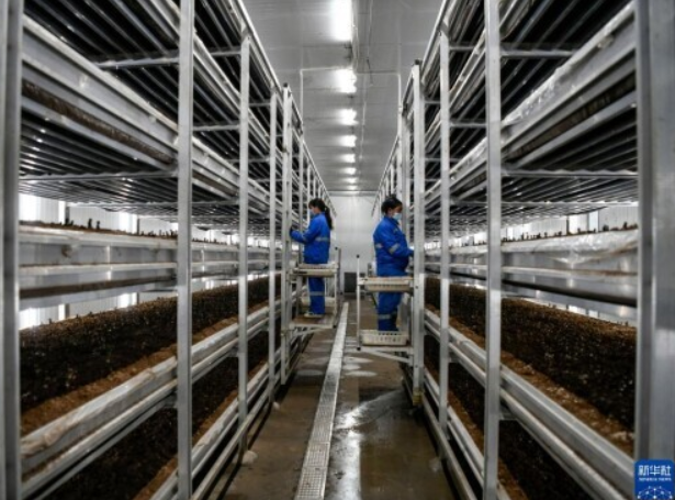 河北灤平：打造智慧農(nóng)業(yè)園區(qū) 促進(jìn)食用菌產(chǎn)業(yè)快速發(fā)展