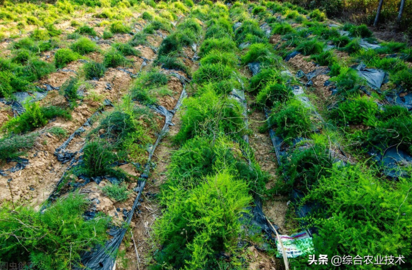 天冬病蟲害防治技術(shù)