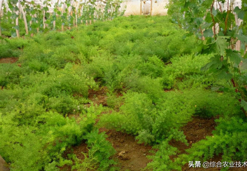 天冬病蟲害防治技術(shù)