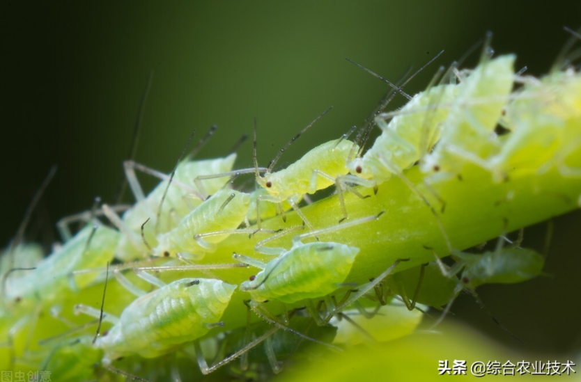  天冬病蟲害防治技術(shù)