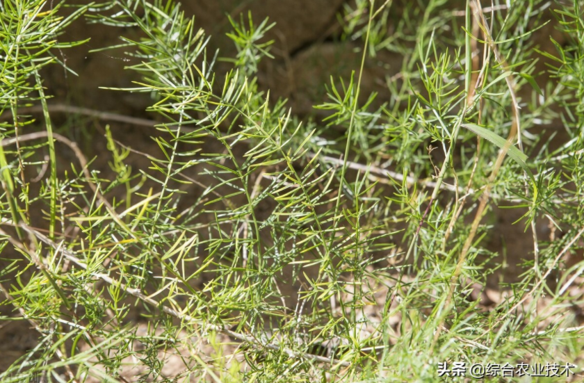 天冬病蟲害防治技術(shù)