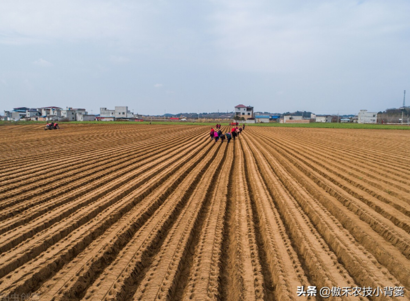 農(nóng)作物起壟種植有哪些好處？起壟時(shí)如何確定最佳壟高？