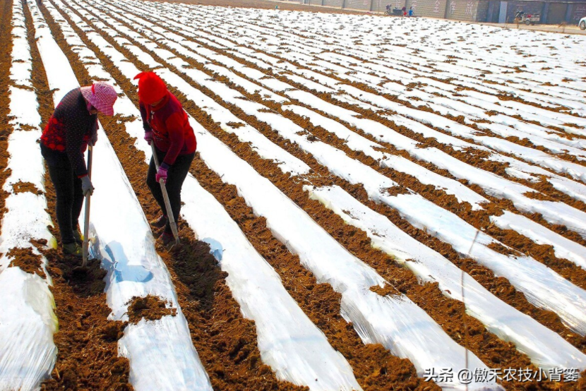 農(nóng)作物起壟種植有哪些好處？起壟時(shí)如何確定最佳壟高？