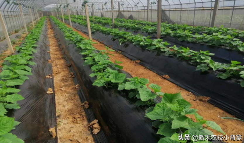 農(nóng)作物起壟種植有哪些好處？起壟時(shí)如何確定最佳壟高？