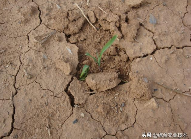 曬干的豬糞牛糞雞糞可以代替化肥嗎？