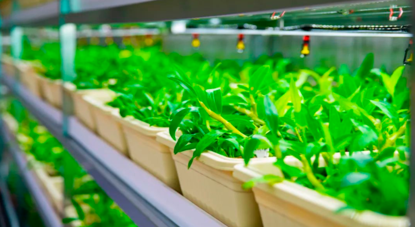 「植物工廠」為中藥材產(chǎn)業(yè)插上&ldquo;科技翅膀&rdquo;