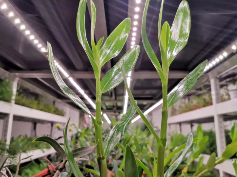 「植物工廠」為中藥材產(chǎn)業(yè)插上&ldquo;科技翅膀&rdquo;