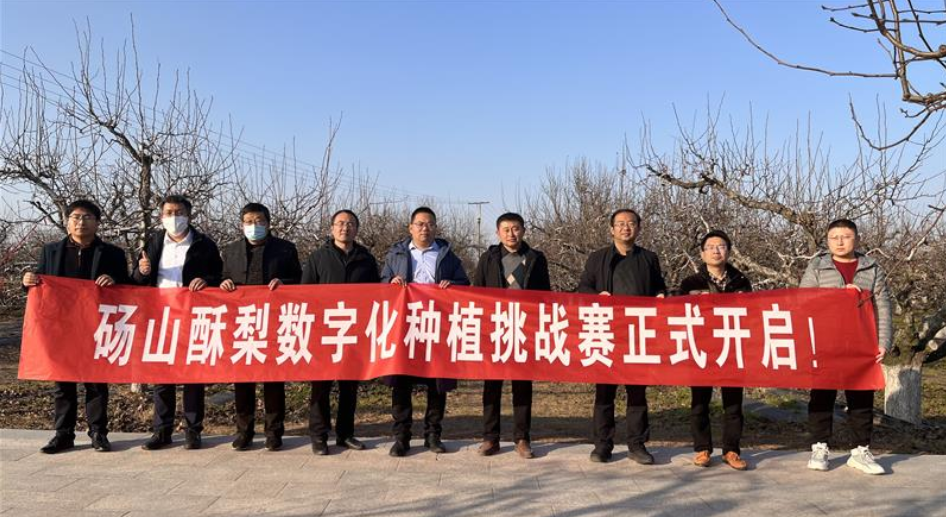 安徽碭山啟動(dòng)&ldquo;酥梨種植挑戰(zhàn)賽&rdquo;