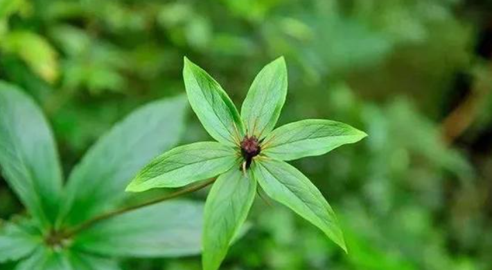 甘肅移動(dòng)：&ldquo;5G技術(shù)&rdquo;進(jìn)藥田，智慧農(nóng)業(yè)&ldquo;顯身手&rdquo;