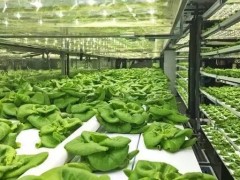 什么是垂直農(nóng)場(chǎng)？垂直農(nóng)場(chǎng)的盈利前景與經(jīng)典案例