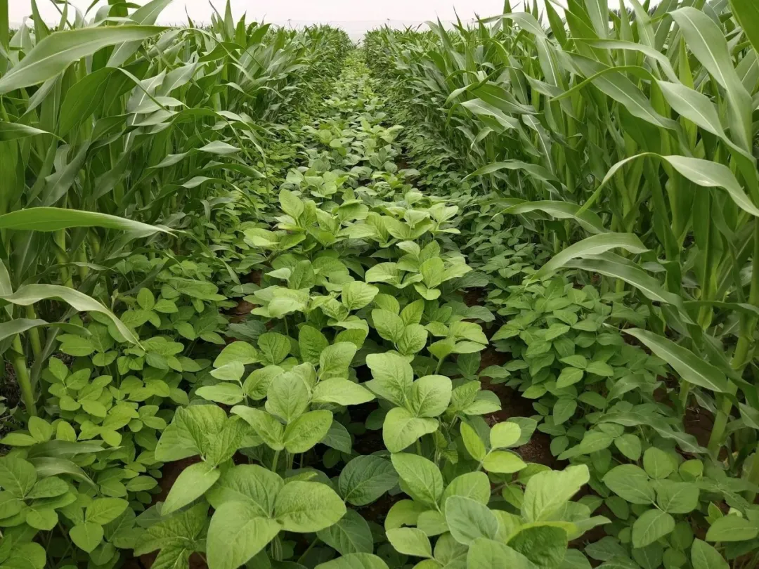 唐仁健部長(zhǎng)多次提到的&ldquo;玉米大豆帶狀復(fù)合種植技術(shù)&rdquo;是什么？