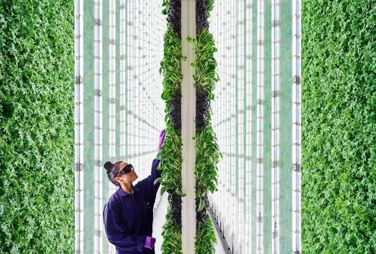 垂直農(nóng)業(yè)領(lǐng)域的&ldquo;泡沫&rdquo;要爆？