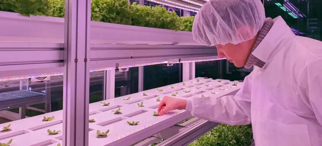 垂直農(nóng)業(yè)領(lǐng)域的&ldquo;泡沫&rdquo;要爆？