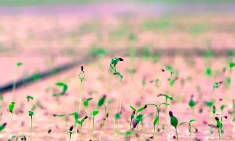 垂直農(nóng)業(yè)領(lǐng)域的&ldquo;泡沫&rdquo;要爆？